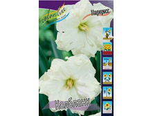 Narcissus Colblanc 176,4�. �� 7 ��..jpg