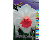 Narcissus Cool Flame 133,4�. �� 10��..jpg