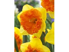 Narcissus Corsage 221,7�. �� 10��.jpg