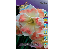 Narcissus Cum Laude 265,8�. �� 10��..jpg