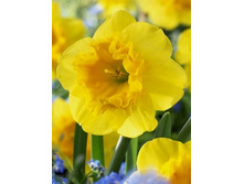 Narcissus Curly Lace 140,2�. �� 10 ��..jpg