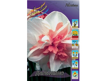 Narcissus Delnashaugh 122,4�. �� 10��..jpg