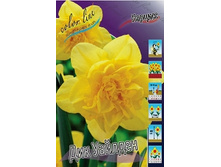 Narcissus Dick Wilden 100,3�. �� 10��.jpg