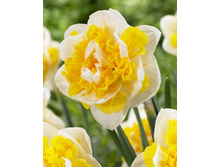 Narcissus Doctor Witteveen 203,5�. �� 7��.jpg