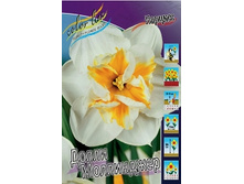 Narcissus Dolly Mollinger 172�. �� 10 ��..jpg