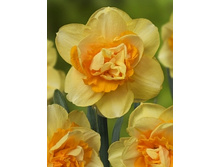 Narcissus Double Beauty 159,9�. �� 7��.jpg