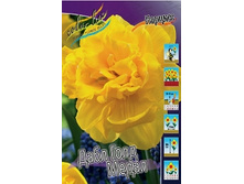 Narcissus Double Gold Medal 242,1�. �� 7 ��..jpg