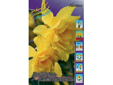 Narcissus Dubbele Campernelle 138,9�. �� 10��.jpg