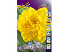 Narcissus Eastertide 247,6�. �� 10��.jpg