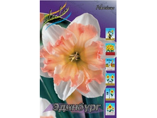 Narcissus Edinburgh 199,6�. �� 7��..jpg