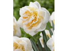 Narcissus Eline 203,5�. �� 7��.jpg
