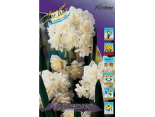 Narcissus Erlicheer 177,5�. �� 10��..jpg