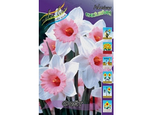 Narcissus Faith 273,5�. �� 10��..jpg