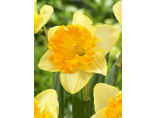 Narcissus Ferris Wheel 195,7�. �� 7��.jpg