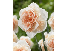 Narcissus Flower Surprise 196,8�. �� 5��.jpg