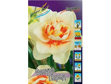 Narcissus Flower-Parade 166,5�. �� 10��.jpg