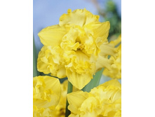 Narcissus Flyer 195,6�. �� 5��..jpg