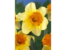 Narcissus Fortissimo 133,4�. �� 10��.jpg