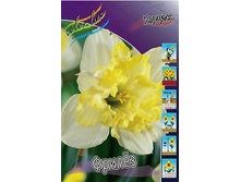 Narcissus Frileuse 144,4�. �� 10��..jpg