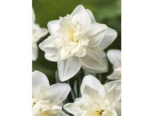 Narcissus Frontpage 177,5�. �� 5��.jpg