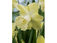 Narcissus Galactic Star 217,5�. �� 7��..jpg