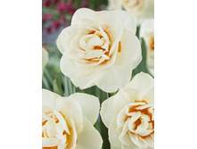 Narcissus Gay Tabor 198,3�. �� 7��..jpg