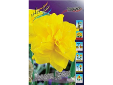 Narcissus Golden Ducat 83,7�. �� 10��..jpg