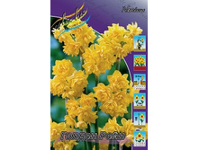 Narcissus Golden Rain 216,2�. �� 10��..jpg