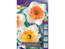 Narcissus Hungarian Rhapsody 207,3�. �� 7��.jpg
