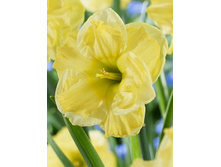 Narcissus Indian Summer 162,1�. �� 10��..jpg