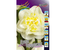 Narcissus Jack Goldschmid 264,1�. �� 10��.jpg