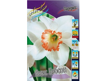 Narcissus Janis Babson 188,6�. �� 10��..jpg