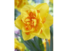Narcissus Le Torch 255,8�. �� 7��.jpg
