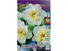 Narcissus Lemon Beauty 127,9�. �� 10��..jpg