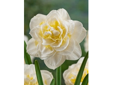 Narcissus Lingery 228,4�. �� 5��..jpg