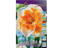 Narcissus Love Call 188,6�. �� 10��..jpg