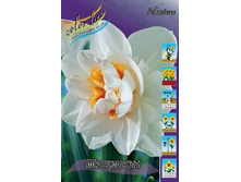 Narcissus Madison 144,4�. �� 10��.jpg