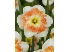 Narcissus Mallee 181,9�. �� 5��..jpg
