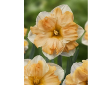 Narcissus Mary G Lirette 194,1�. �� 10��..jpg