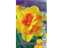 Narcissus Monza 148,8�. �� 10��.jpg