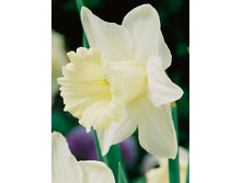 Narcissus Mount Hood 105,1�. �� 10��..jpg