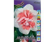 Narcissus My Story 216,2�. �� 10��..jpg