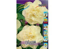 Narcissus Obdam 100,3�. �� 10��.jpg