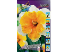 Narcissus Orangery 105,8�. �� 10��..jpg