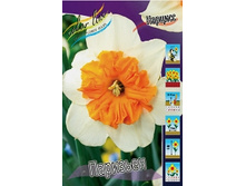 Narcissus Parisienne 105,8�. �� 10��..jpg