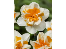 Narcissus Peach Swirl 192,8�. �� 10��..jpg