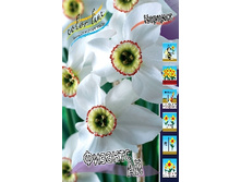 Narcissus Pheasant's Eye 127,9�. �� 10��.jpg