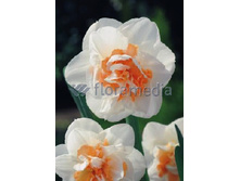 Narcissus Pink Champagne 246,5�. �� 5��.jpg