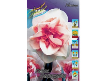 Narcissus Pink Paradise 183,1�. �� 10��..jpg