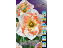 Narcissus Pink Wonder 205,1�. �� 10��..jpg